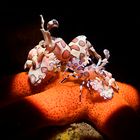 Harlequin shrimps - Hymenocera picta 