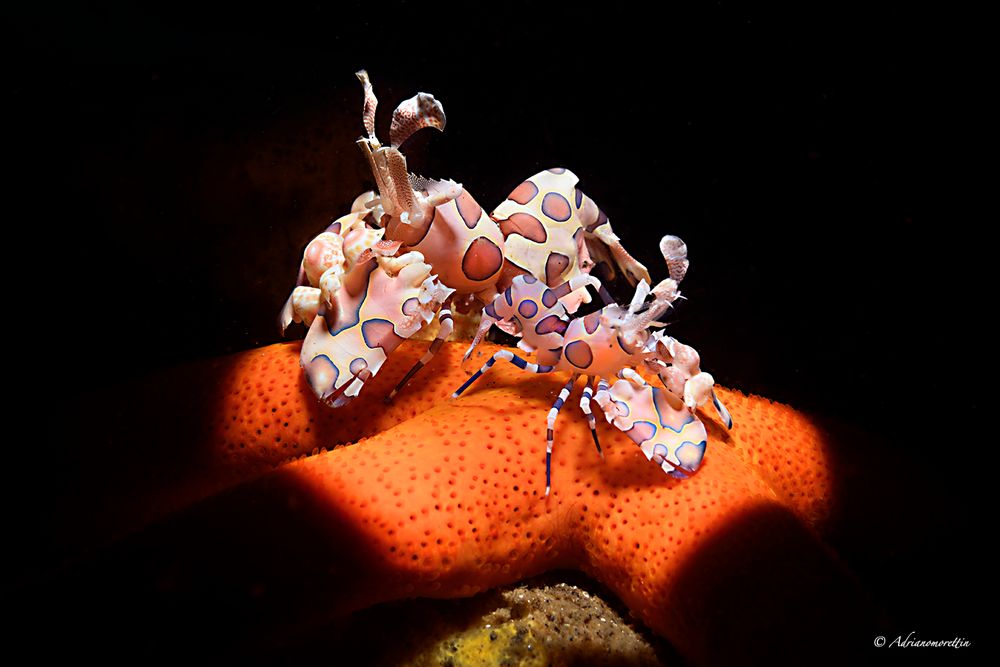 Harlequin shrimps - Hymenocera picta 