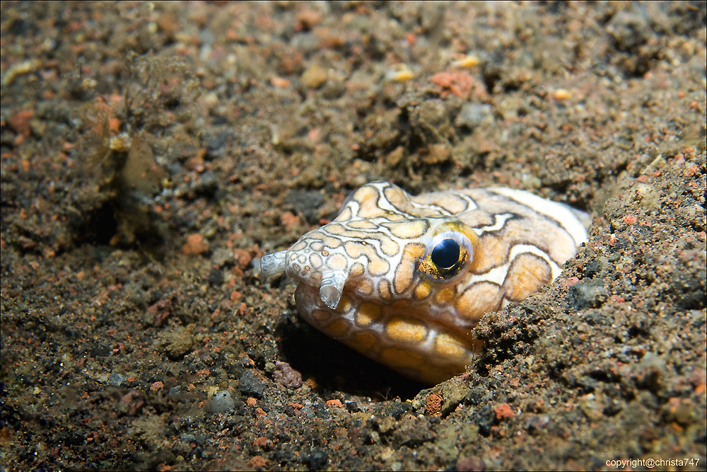 harlequin snake eel