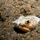 harlequin snake eel