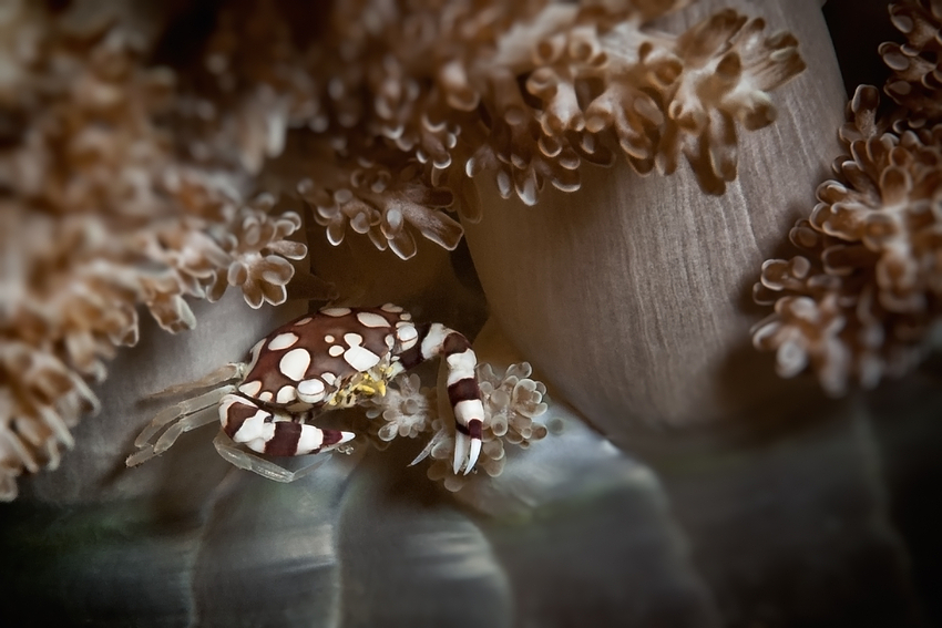 Harlequin Swimmer Crab - Lissocarcinus laevis - Harlequin Schwimmkrabbe