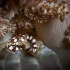 Harlequin Swimmer Crab - Lissocarcinus laevis - Harlequin Schwimmkrabbe