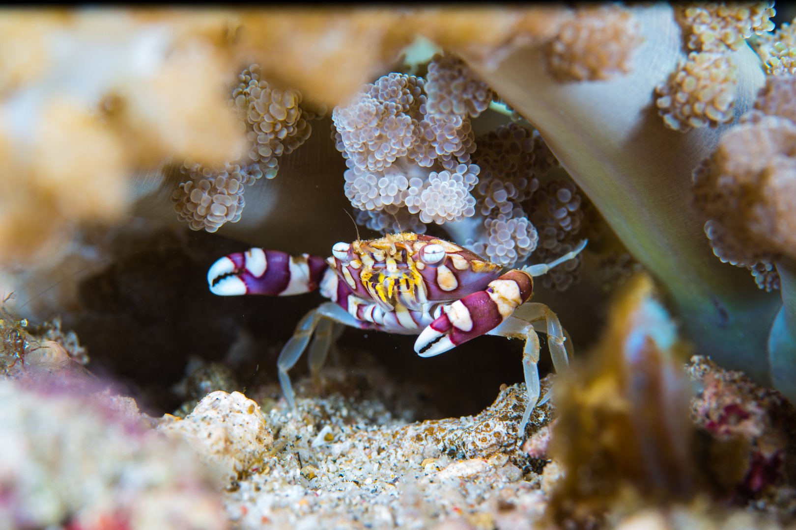 Harlequin Swimming Crab