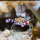 Harlequin Swimming Crab