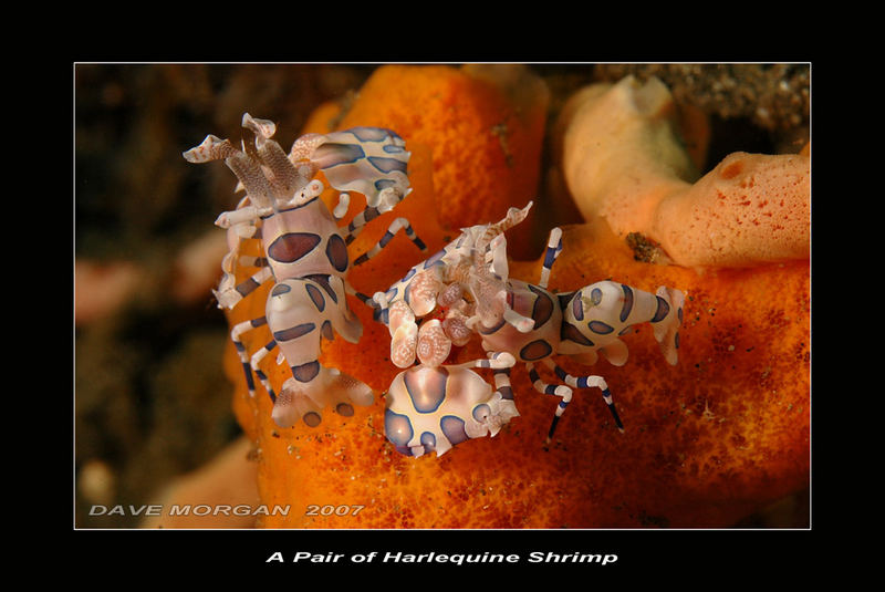 Harlequine Shrimp