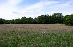 Harley dans le sainfoin 