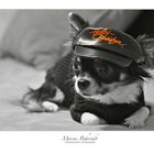 Harley Davidson