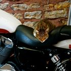 Harley Davidson Cat