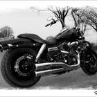 Harley Davidson /Fat Bob