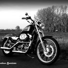 Harley Davidson Sportster 883 XL C von 2002