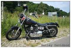 Harley Davidson - The wild thing ...