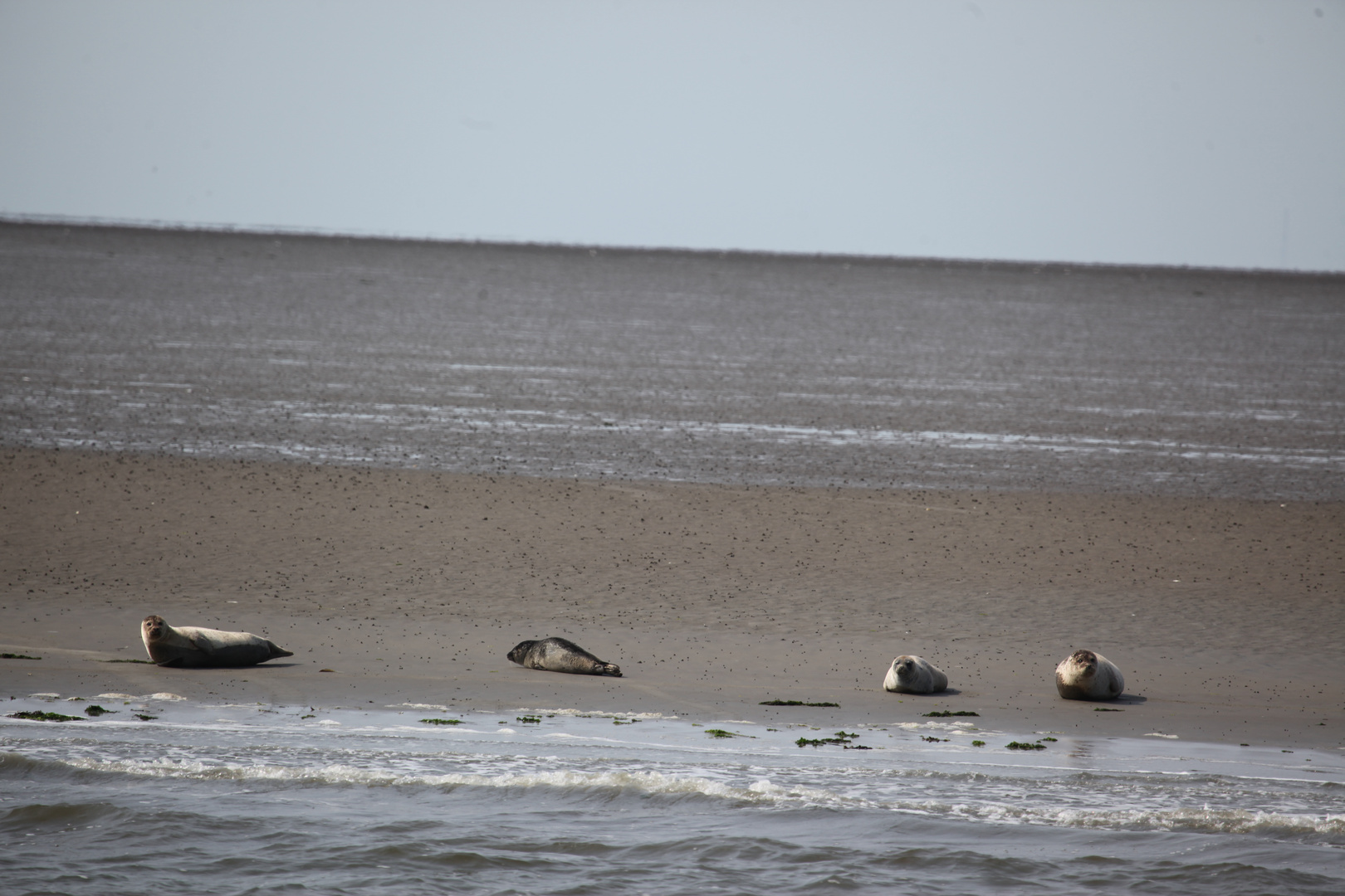 Harling Holland an der Nordsee vor bei an Seehund Bänke 