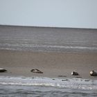 Harling Holland an der Nordsee vor bei an Seehund Bänke 