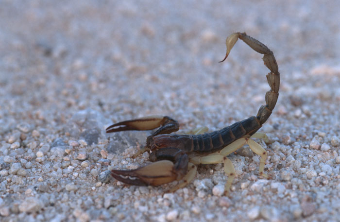 Harmlos Foto & Bild africa, southern africa, namibia Bilder auf