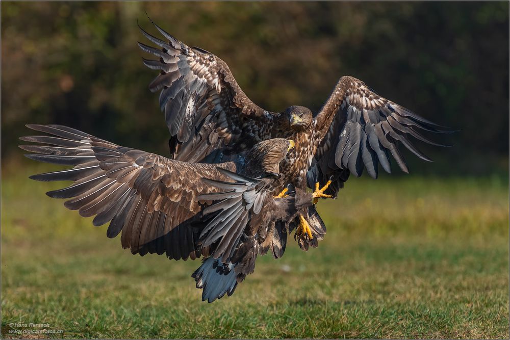 Harmlose Seeadler-rangelei.....