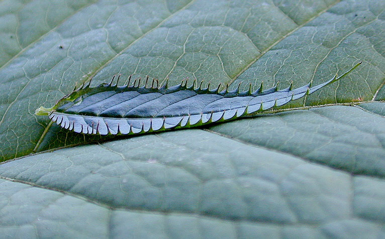 Harmlose Zähne oder Blatt trifft Blatt