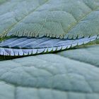 Harmlose Zähne oder Blatt trifft Blatt