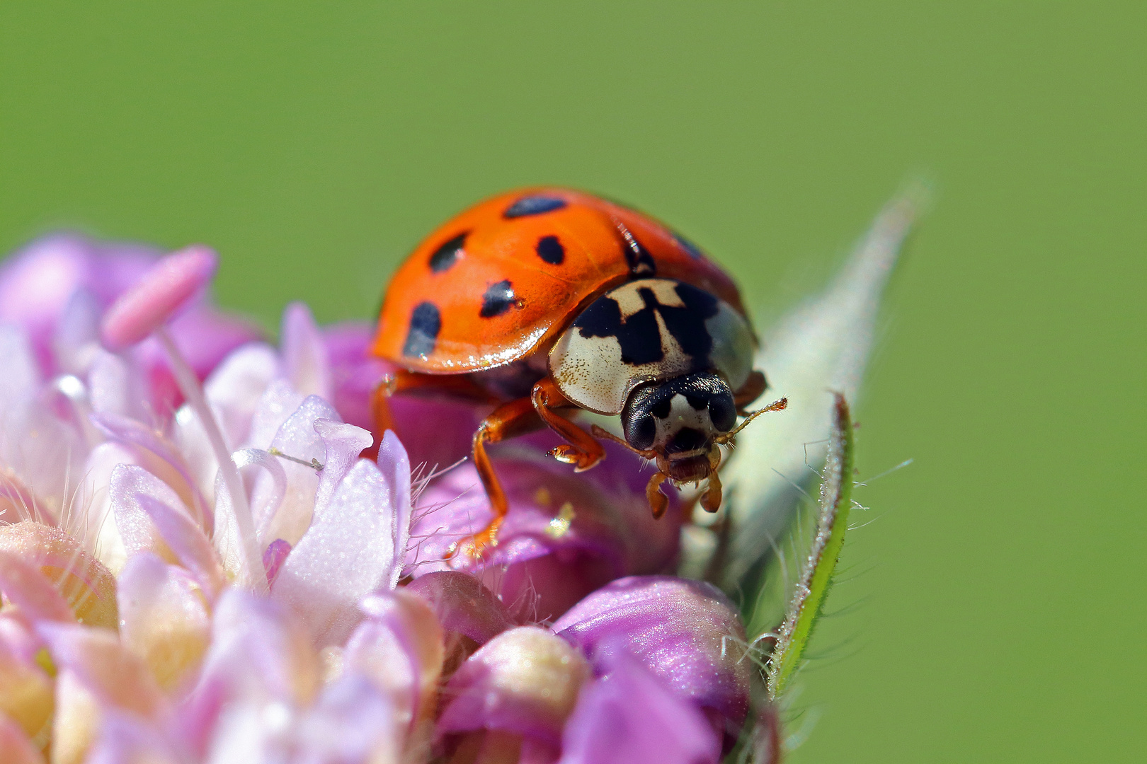 Harmonia axyridis