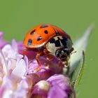 Harmonia axyridis