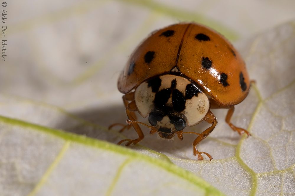 Harmonia axyridis