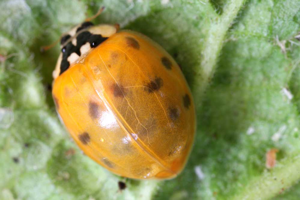 Harmonia axyridis 10/15