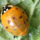 Harmonia axyridis 10/15