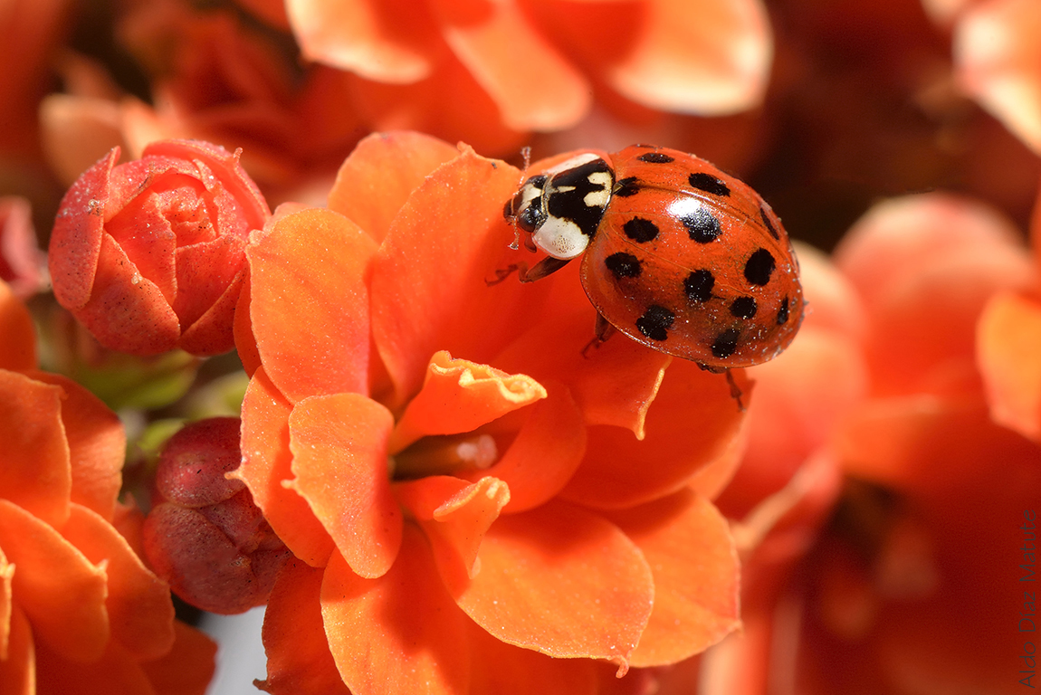 Harmonia axyridis