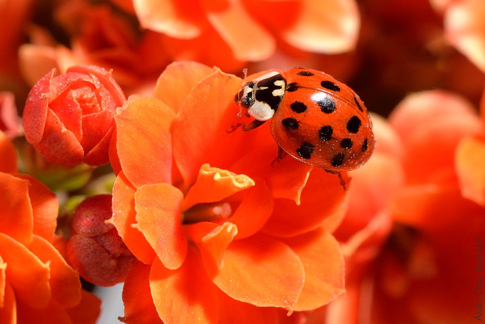 Harmonia axyridis