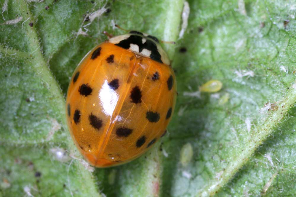 Harmonia axyridis 11/15