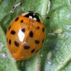 Harmonia axyridis 11/15