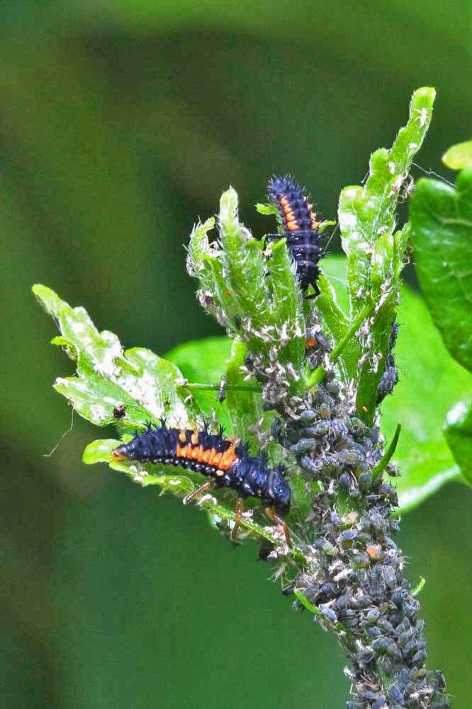 Harmonia axyridis 1/15