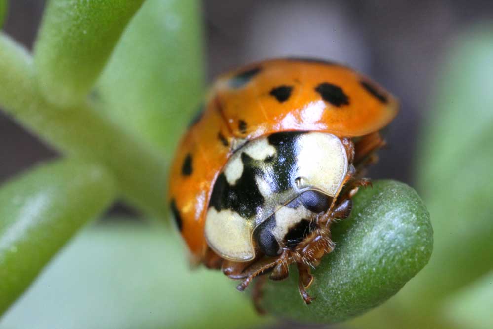 Harmonia axyridis 12/15