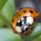 Harmonia axyridis 12/15