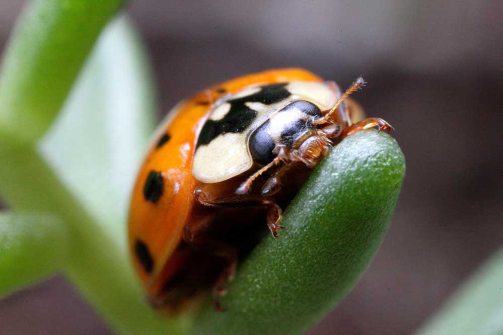 Harmonia axyridis 13/15