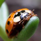 Harmonia axyridis 13/15