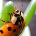 Harmonia axyridis 14/15