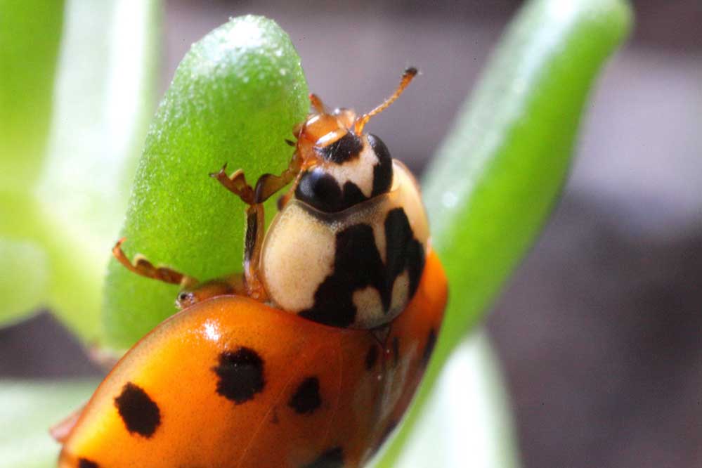 Harmonia axyridis 14/15