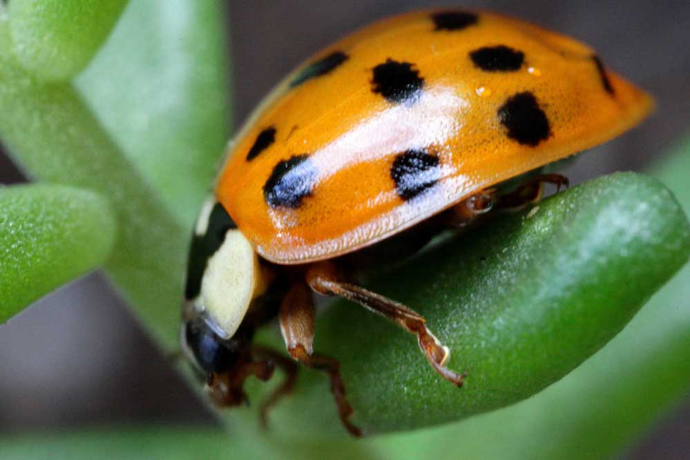 Harmonia axyridis 15/15