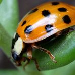 Harmonia axyridis 15/15