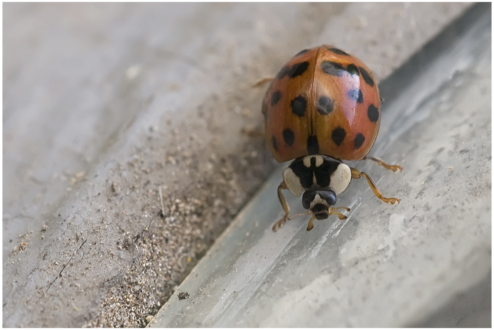 Harmonia axyridis (2)