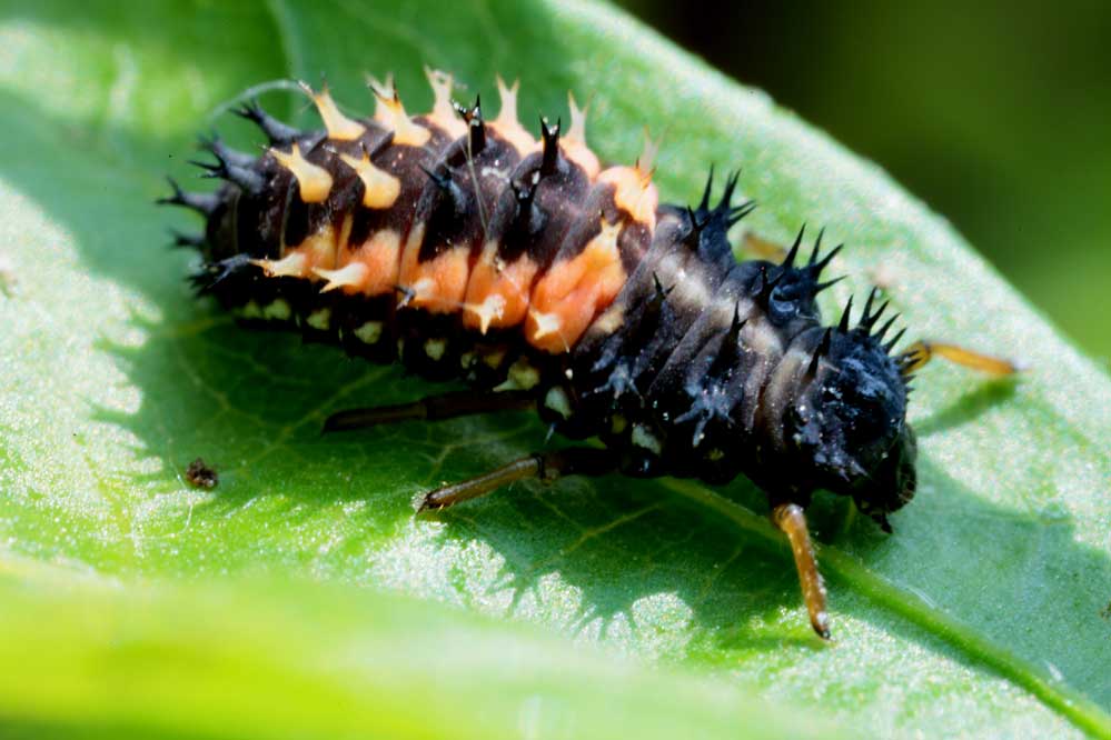 Harmonia axyridis 2/15