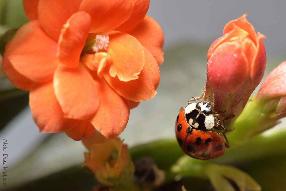 Harmonia axyridis