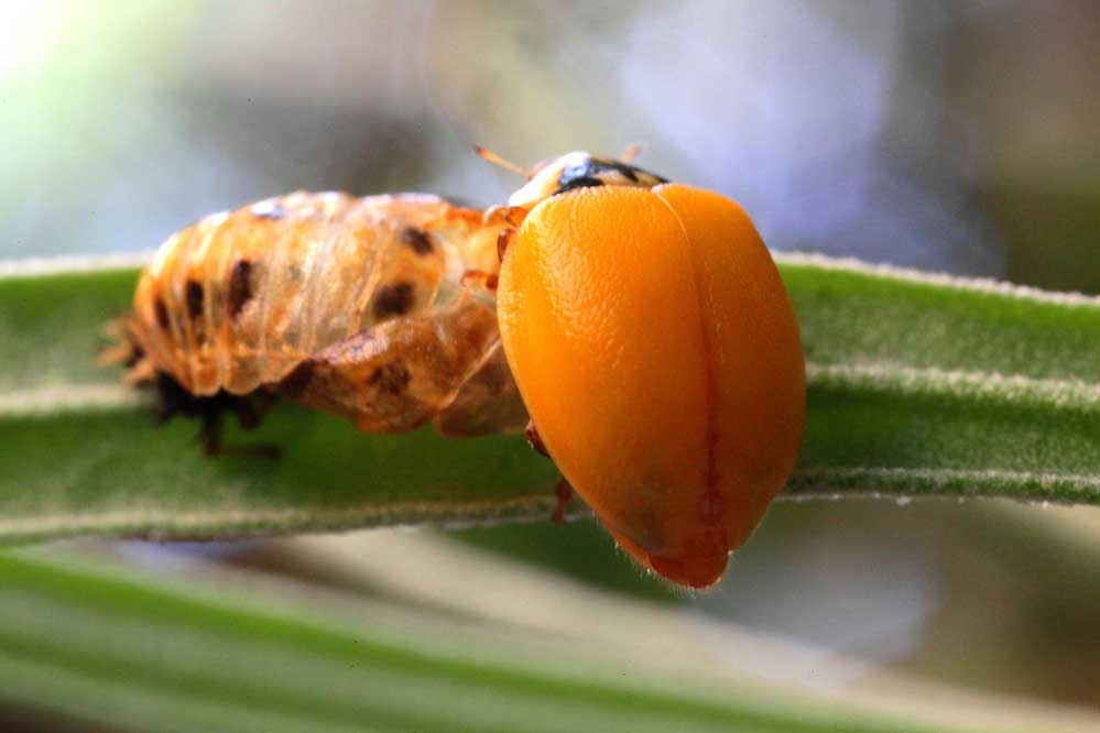 Harmonia axyridis 5/15