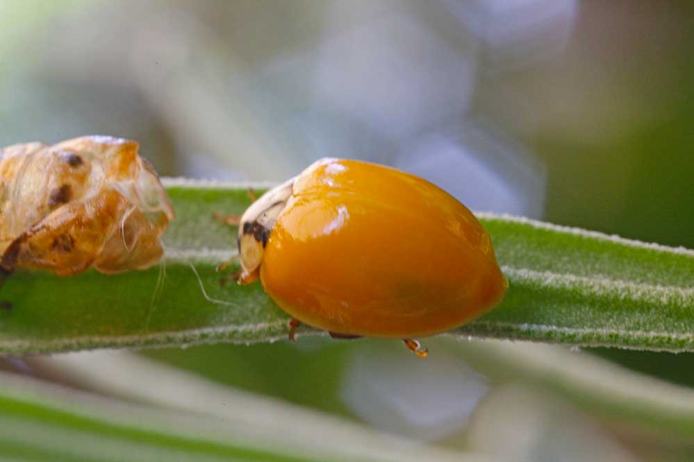 Harmonia axyridis 6/15