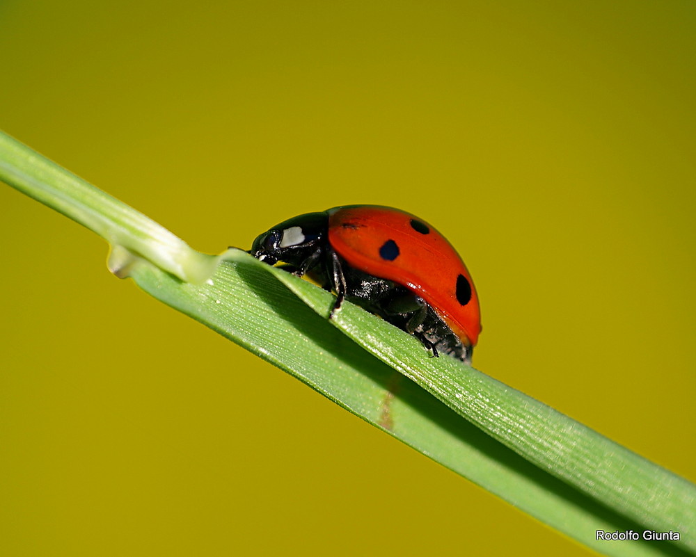 Harmonia axyridis