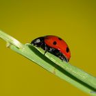 Harmonia axyridis