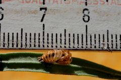 Harmonia axyridis 7/15