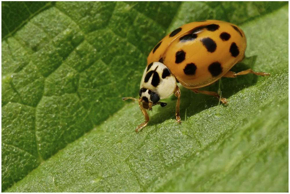 Harmonia axyridis