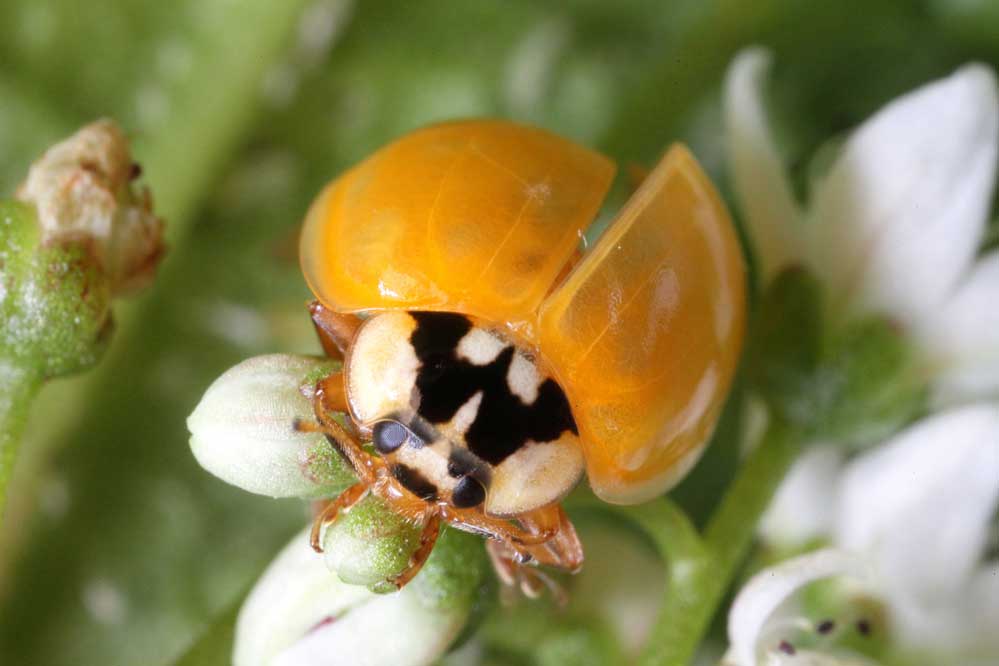 Harmonia axyridis 8/15