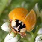 Harmonia axyridis 8/15